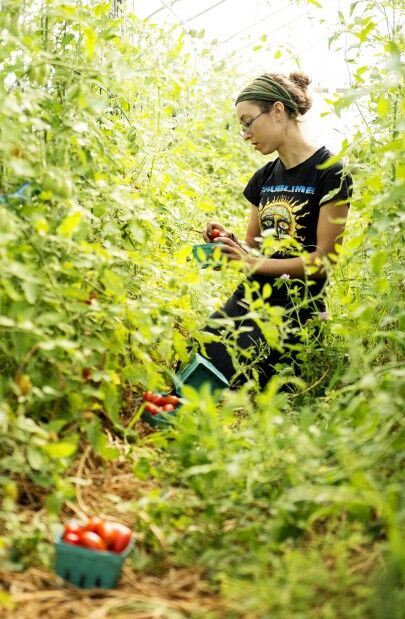 Harvest time